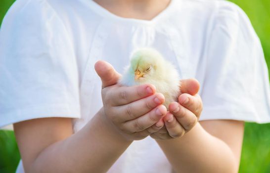 The child holds a chicken in his hands. Selective focus.