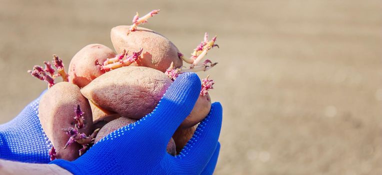 planting potatoes. garden. selective focus Organic food nature