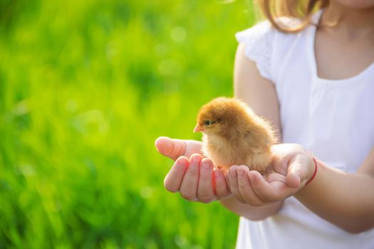 The child holds a chicken in his hands. Selective focus.