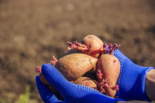 planting potatoes. garden. selective focus. Organic food.