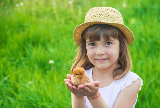 The child holds a chicken in his hands. Selective focus.