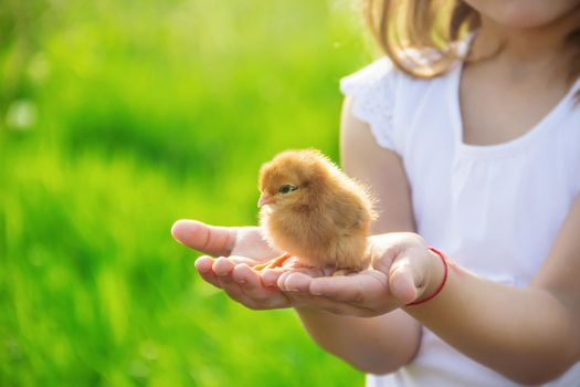 The child holds a chicken in his hands. Selective focus.