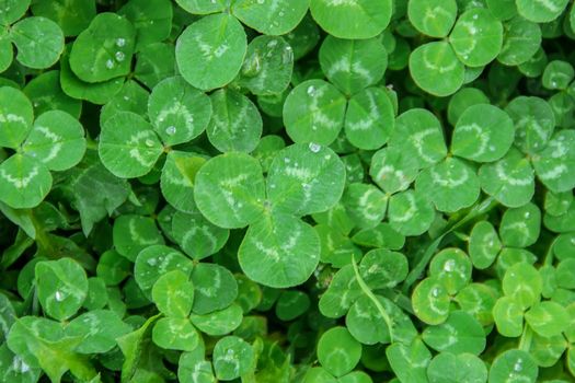 Clover leaf. Happy St. Patrick's Day. Selective focus.