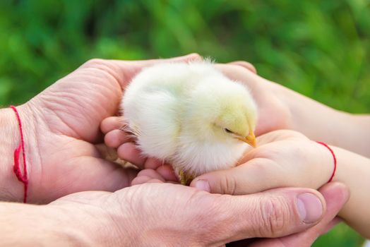 The child holds a chicken in his hands. Selective focus.