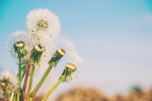 dandelions against the sky. Selective focus. Nature.