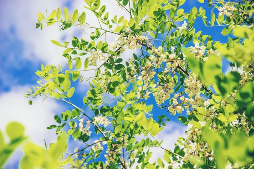 Acacia blooms. Nature. Selective focus.Fauna and flora.