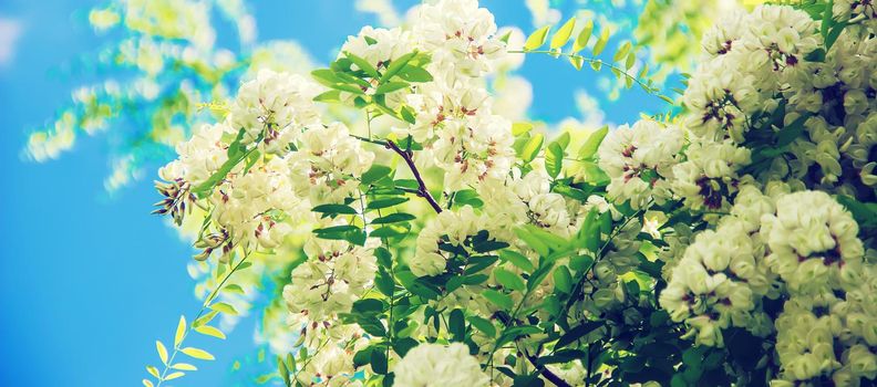 Acacia blooms. Nature. Selective focus.Fauna and flora.