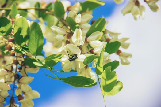 Acacia blooms. Nature. Selective focus.Fauna and flora.