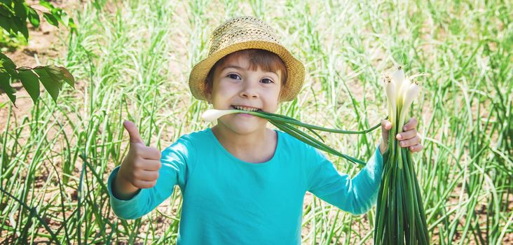 child is holding a young green bow. selective focus.