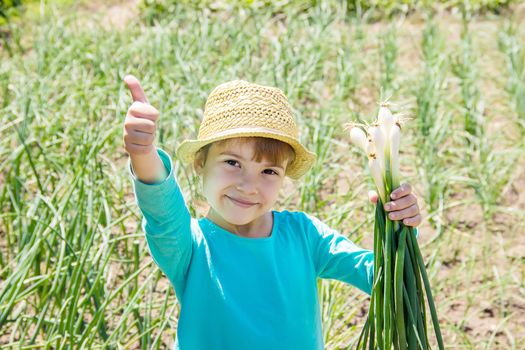 child is holding a young green bow. selective focus.