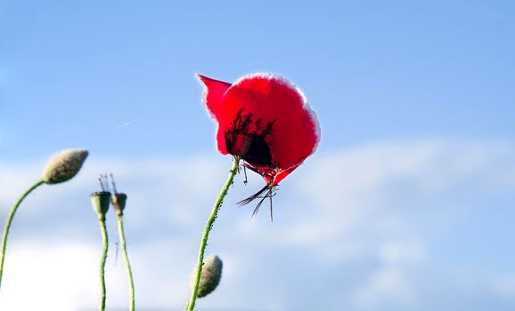 Bright poppy flowers against the blue sky. Field of wild poppies on a sunny spring day. Floral banner. Bloomed poppies.