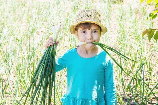 child is holding a young green bow. selective focus.