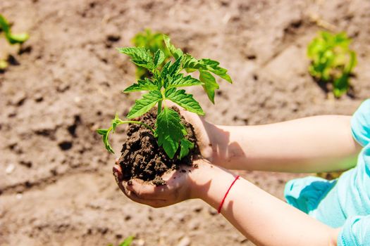 A child plants a plant in the garden. Selective focus.