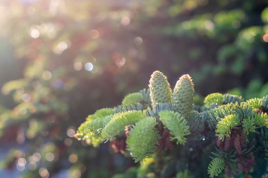 green branch of Grand fir with vertical young cones In the rays of the sun in the natur, natural background. High quality photo