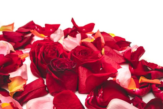 Red roses among rose petals isolate on white background. Selective focus