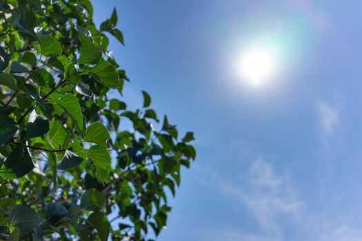 The crown of a tree with green leaves on the background of a blue sky and a bright sun. Copy space
