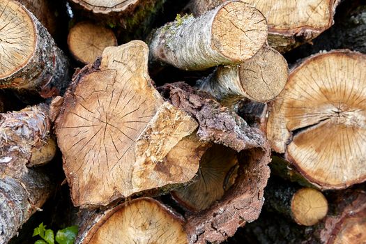 birch logs. a lot of firewood, fallen trees, a lot of logs are lying on the ground in the nature of a sawmill. Sectional view.