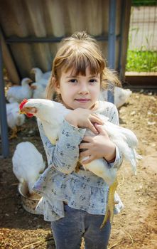 Bio chickens on a home farm a children.