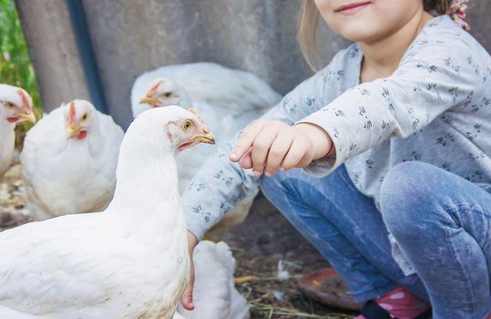 Bio chickens on a home farm a children. nature.