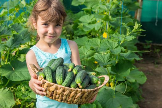 homemade cucumber cultivation and harvest in the hands