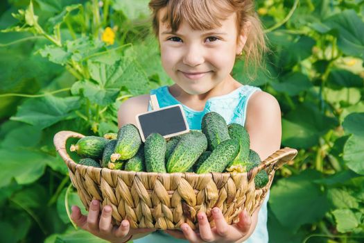 homemade cucumber cultivation and harvest in the hands. food.