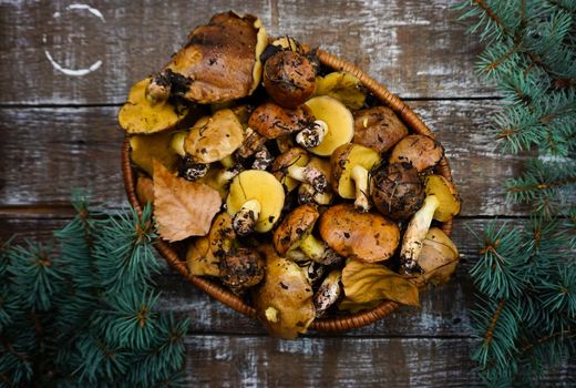 There are freshly picked butter mushrooms in the basket. Autumn still life with mushrooms. Fir branches on a vintage old table and a basket of mushrooms.