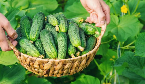 homemade cucumber cultivation and harvest in the hands of men. food.