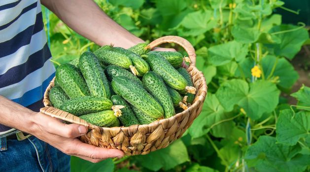 homemade cucumber cultivation and harvest in the hands of men.