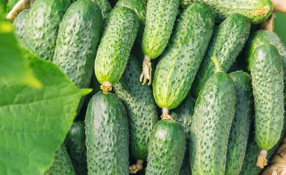 homemade cucumber cultivation and harvest. selective focus. food