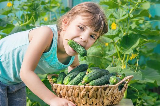 homemade cucumber cultivation and harvest in the hands. food.