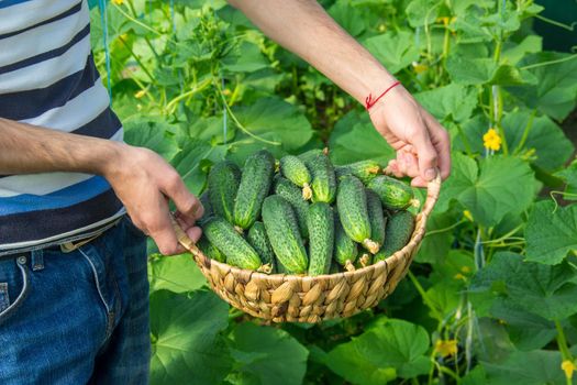 homemade cucumber cultivation and harvest in the hands of men.