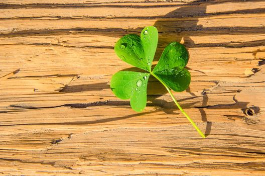 Clover leaf. Happy St. Patrick's Day. Selective focus nature