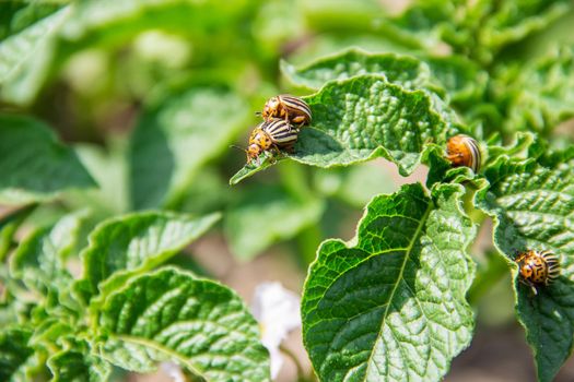 cultivation of potato colorado beetles. selective focus. nature