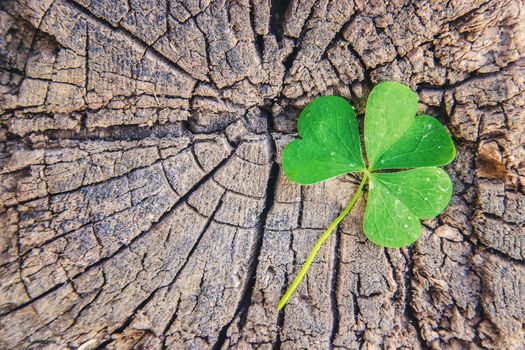 Clover leaf. Happy St. Patrick's Day. Selective focus nature