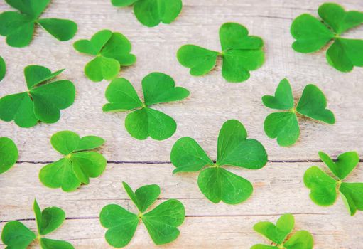 Clover leaf. Happy St. Patrick's Day. Selective focus nature