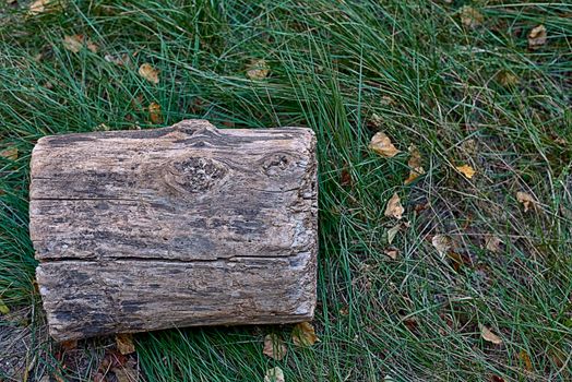 A cut log of wood on top of the grass.Front view, dry autumn leaves, texture, cracks,
