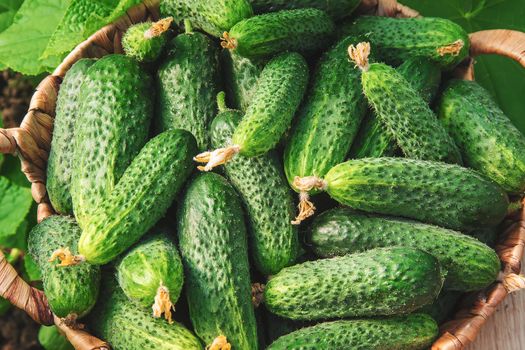 homemade cucumber cultivation and harvest. selective focus.