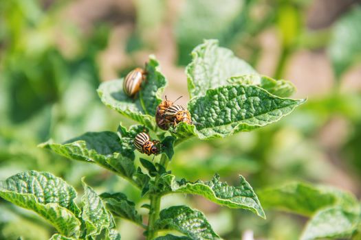 cultivation of potato colorado beetles. selective focus. nature