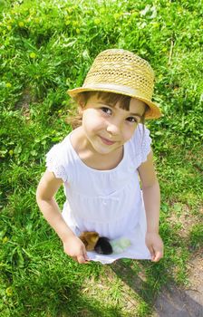 The child holds a chicken in his hands. Selective focus. nature.