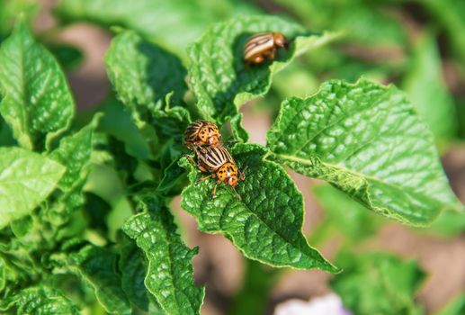 cultivation of potato colorado beetles. selective focus.