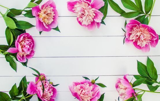 flowers peonies on a white background. selective focus.