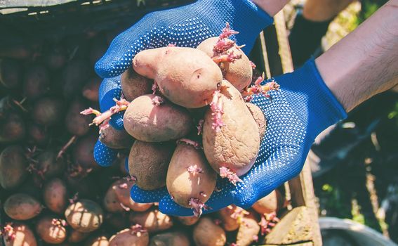 planting potatoes. garden. selective focus Organic food nature