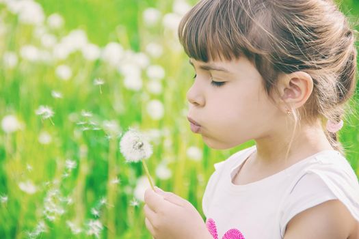 girl blowing dandelions in the air. selective focus.