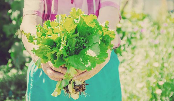 Fresh vegetables on a home bio farm. Organic products.