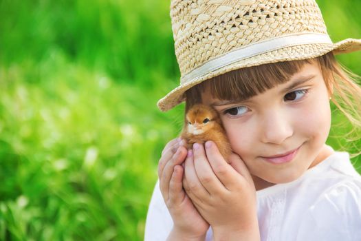 The child holds a chicken in his hands. Selective focus.