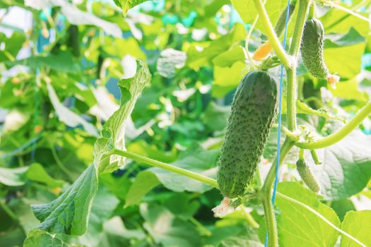 homemade cucumber cultivation and harvest. selective focus.