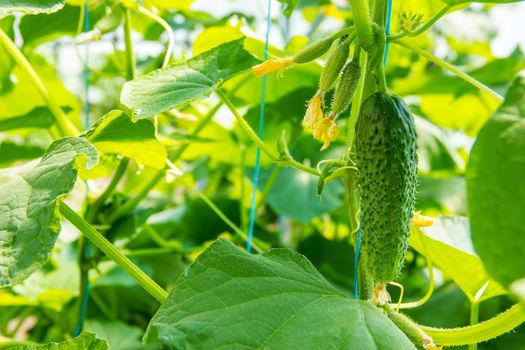 homemade cucumber cultivation and harvest. selective focus.