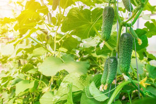 homemade cucumber cultivation and harvest. selective focus.