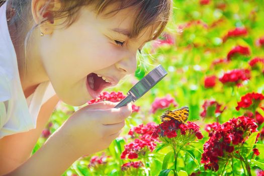 look in a magnifying glass butterfly sits on flowers. selective focus.