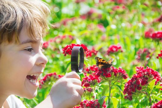 look in a magnifying glass butterfly sits on flowers. selective focus.